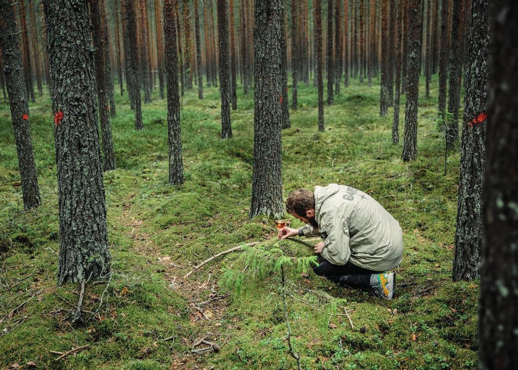 Saffran blir ju svårt, men vilka råvaror kan du hämta direkt från skogen i Norrland? Det mesta. Vi har ju inte förstört skogen här uppe. Allt är friskt och du kan dricka vattnet direkt ur bäcken.