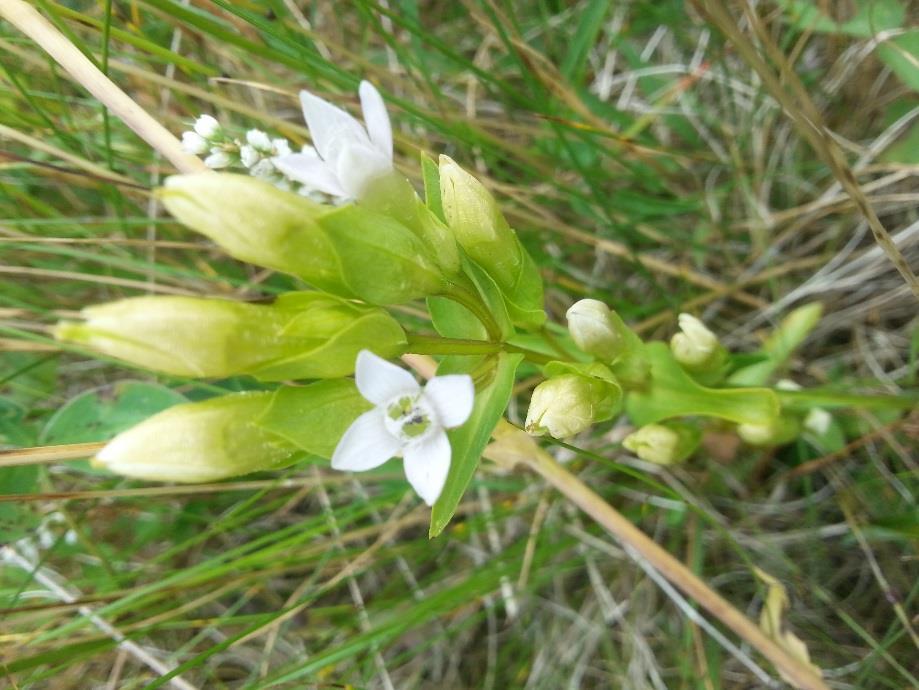 Den ovanliga vita formen av tidig fältgentiana på lokalen Degernäset i Sörnäs, Lima sn. Foto: Maja Wressel.