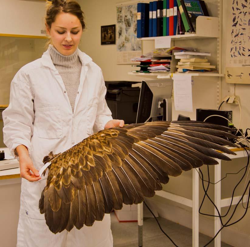 Tabell över de 42 fåglar från Stockholms rapportområde som skickats in till Naturhistoriska riksmuseet under 2017. Fynden är fördelade kommunvis.