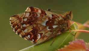 It is quite large, and is coloured in sulfuryellow and black with an eye-catching swallow s tail. Milk parsley, the larvae s host plant, grows at Rödmossen about a kilometre from here.