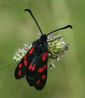 8 Exklusiva juvelvingar Exquisite Gossamer-winged Butterflies Vitfläckig guldvinge Scarce Copper Violettkantad guldvinge Purple-edged Copper Sexfläckig bastardsvärmare Six-Spot Burnet Mindre