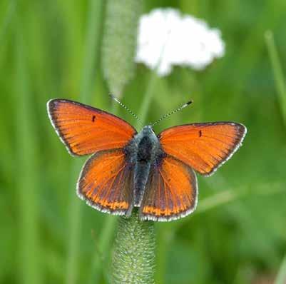 They are not very common, so please do not leave the boardwalk as you may accidentally step on butterfly larvae eating sorrel or woodland geranium.