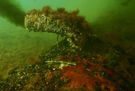 FINNS DET DÖDLIGA BAKTERIER FÖR ALLT LIV I HANÖBUKTEN? I förgrunden röda och möjligen dödliga cyanobakterier.