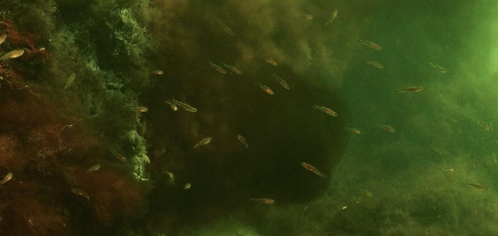 Under våra undersökningar av Södra Cell Mörrum och Nymölla pappersbruks utsläpp i Hanöbukten kunde vi se både svavel och cyanobakterier.