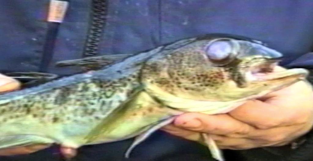 För över 25 år sedan gjordes filmen en vik i Hanöbukten.