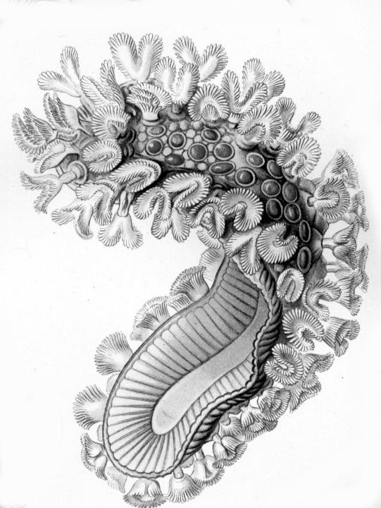 Mossdjur (Bryozoa) STEREO- LUPP Mossdjur (Cristatella, koloni, ca 20 mm) Gruppen kan identifieras med stereolupp men för artbestämning krävs ofta mikroskop Artrikedomen bland mossdjuren är större i
