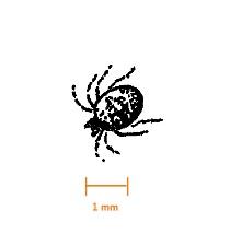Sötvattenskvalster (Hydracarina) STEREO- LUPP Sötvattenskvalster (ca 2 mm) Gruppen kan vanligen identifieras med stereolupp.