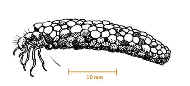 Nattsländor (Trichoptera) ÖGA Nattslända (nätbyggare, hela nätet ca 100 mm) Nattslända (husmask, ca 30 mm) Nattslända