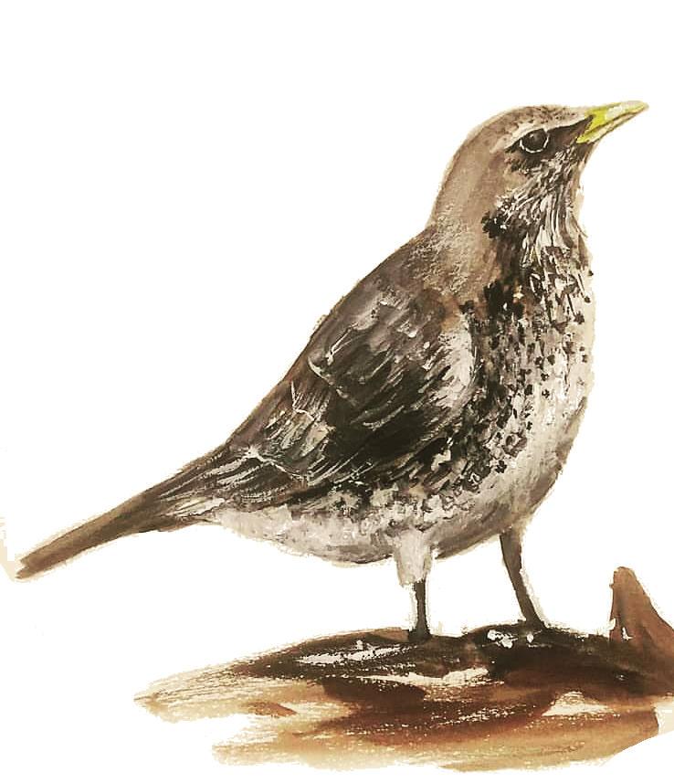 hjälpare Hungriga Vem äter vem i naturen? Om du tittar på en växt hittar du ofta insekter som äter på den. Du kanske hittar bladlöss som suger växtsaft eller en snigel som gnager hål på bladen.