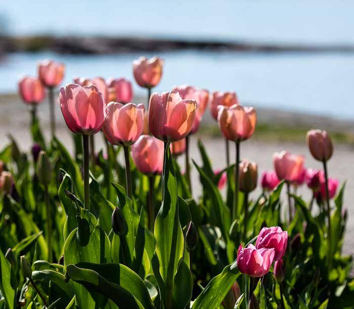 HÄLSOBOKSLUT Foto: Jerry Lövberg Rehabiliteringsärenden I kommunen ska det genomföras en rehabiliteringsutredning när en medarbetare varit sjukskriven fyra veckor, haft upprepad korttidsfrånvaro