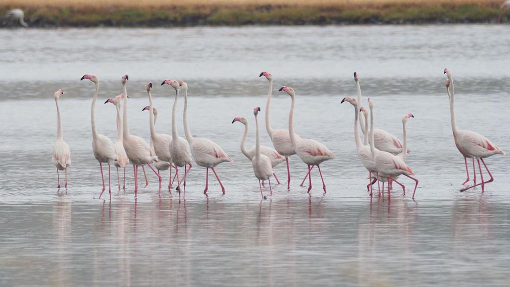 Flamingos i Salt