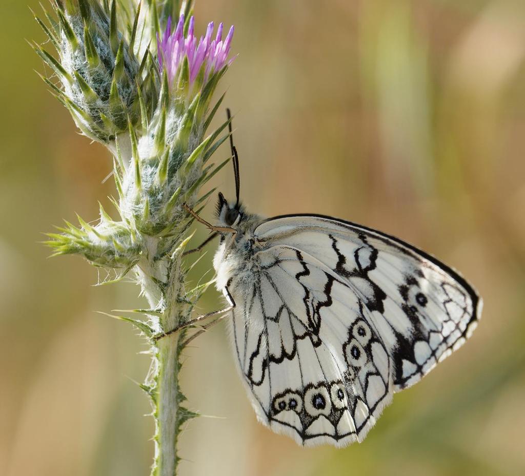 På Lesbos är det otroligt gott om fjärilar, sländor, gräshoppor och andra