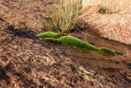 Thamnobryum alopecurum rävsvansmossa Thuidium tamariscinum stor tujamossa Tortella flavovirens