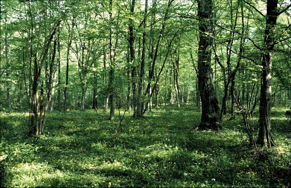 Gärna lövskog med