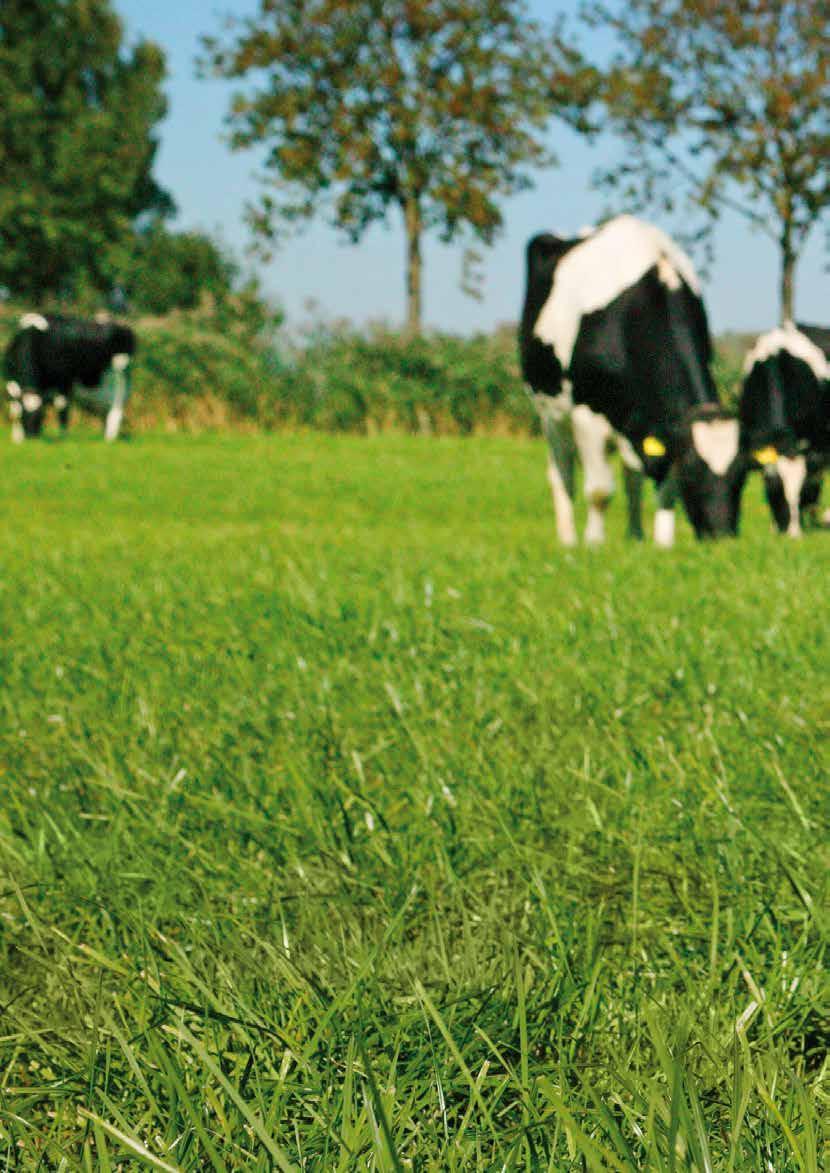 Vallblandningar för Mjölk/Nöt Grazing Overseeding Persistens Betesblandning Högavkastande utan klöver Slåtter Permanenta vallar Bete/Slåtter Ettåriga vallar Där bete är det primära Toppsorter som