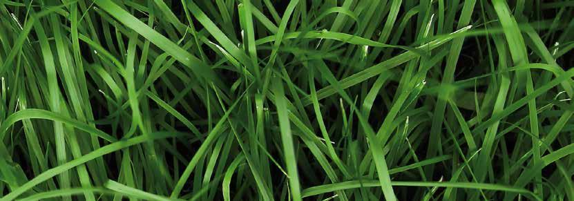 GRASS TECHNOLOGY, BY BARENBRUG NutriFibre är ett gräs som har en starkt och djupt rotsystem och en bladmassa med hög smältbarhet och högt proteininnehåll.