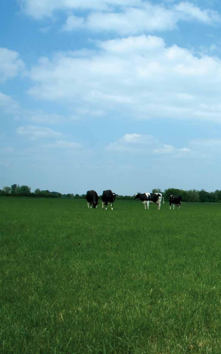 Vallblandningar för Mjölk/Nöt Vallskördens kvalitet och storlek är en ekonomiskt viktig faktor för alla mjölkproducenter och andra uppfödare.