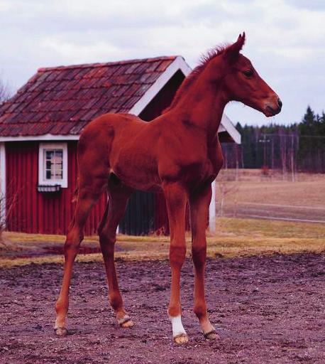 eller en av Jordbruksverket godkänd hovslagare som kan göra en bedömning