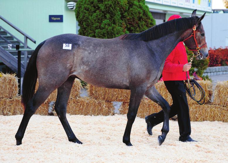uppfödningslopp/stöd Breeders Trophy Breeders Trophy är en löpningsserie med totalt fem löpningar, en för tvååringar, en för treåringar och tre (på olika distanser) för fyraåringar.