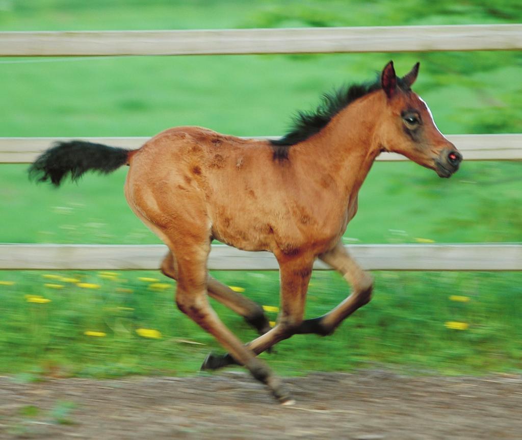 Jockeyklubben. Bidraget utbetalas när fölet registreras som svenskuppfödd från och med år 2013. Det är spännande att föda upp galopphästar.