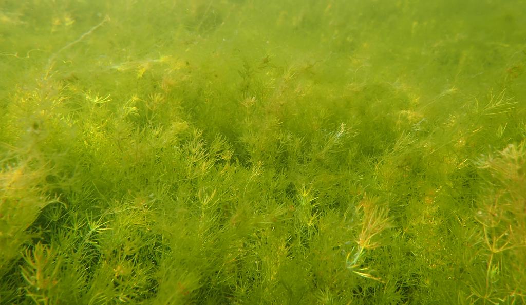 4 Riktlinjer Riktlinjer 1 2 3 4 5 6 7 8 9 Utveckla biologisk mångfald Utveckla båtliv och naturvärden Fortsätt miljöanpassa fritidsbåtshamnar Minska övergödningen i Kottlasjön Planera för rening och