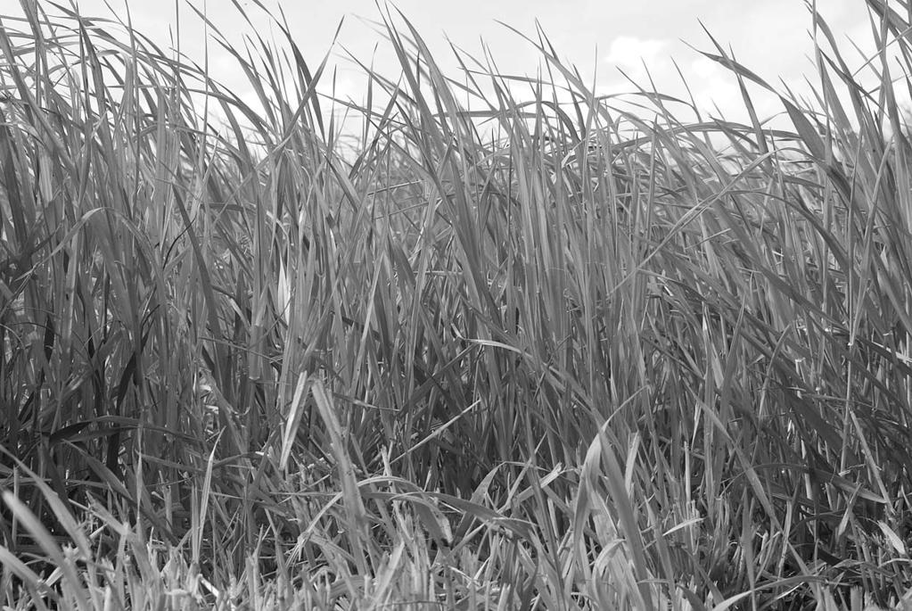 Specialist in grass technique When it comes to green feed techniques, JF-Stoll has gained a reputation as one of the world s leading suppliers and specialists.