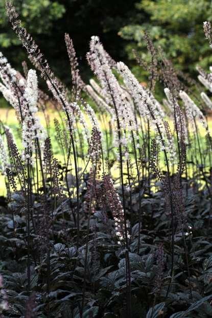 Årets Perenn 2018 Foto: Actaea simplex 'Brunette' Fotograf: Marie Andersson.