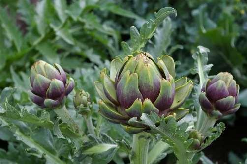 Laurus nobilis Lager 50-250 gulvit, aromatiska blad 5-6 Ej härdig Levisticum officinale Libbsticka 150 gulgrön, starkt aromatisk blad, påminner om selleri 6-7 Rå Melissa officinalis Citronmeliss 50
