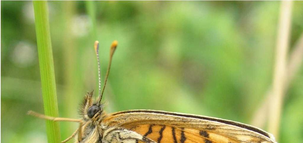 Fjärilar i kraftledningsgatan Inventering har utförts i artrika