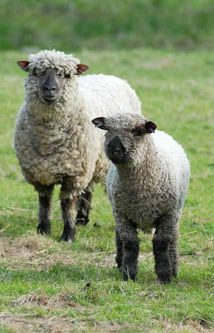 Gräsblandningar Gröngödsling SW Lynx 11 SW Libra 22 SW Sirius EKO 11 Härdig gräsvall som fungerar både till ensilage och hö. För flerårig vall på vattenhållande jordar från Mälardalen och norrut.