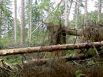 Klimat anger de resultat klimatforskare fått fram 3. Varför är kopruttar ett miljöproblem? A. De sprider illaluktande gaser som försämrar luftkvaliteten B.