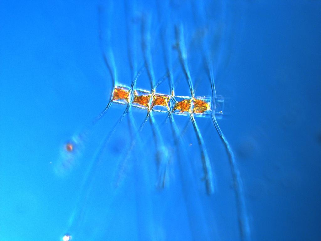 The Baltic Sea BY2, BY5, BY15, 4CTRY-BP, BY31 and BY38 10 th - 13 th of November Small species in low numbers were found in the phytoplankton samples.