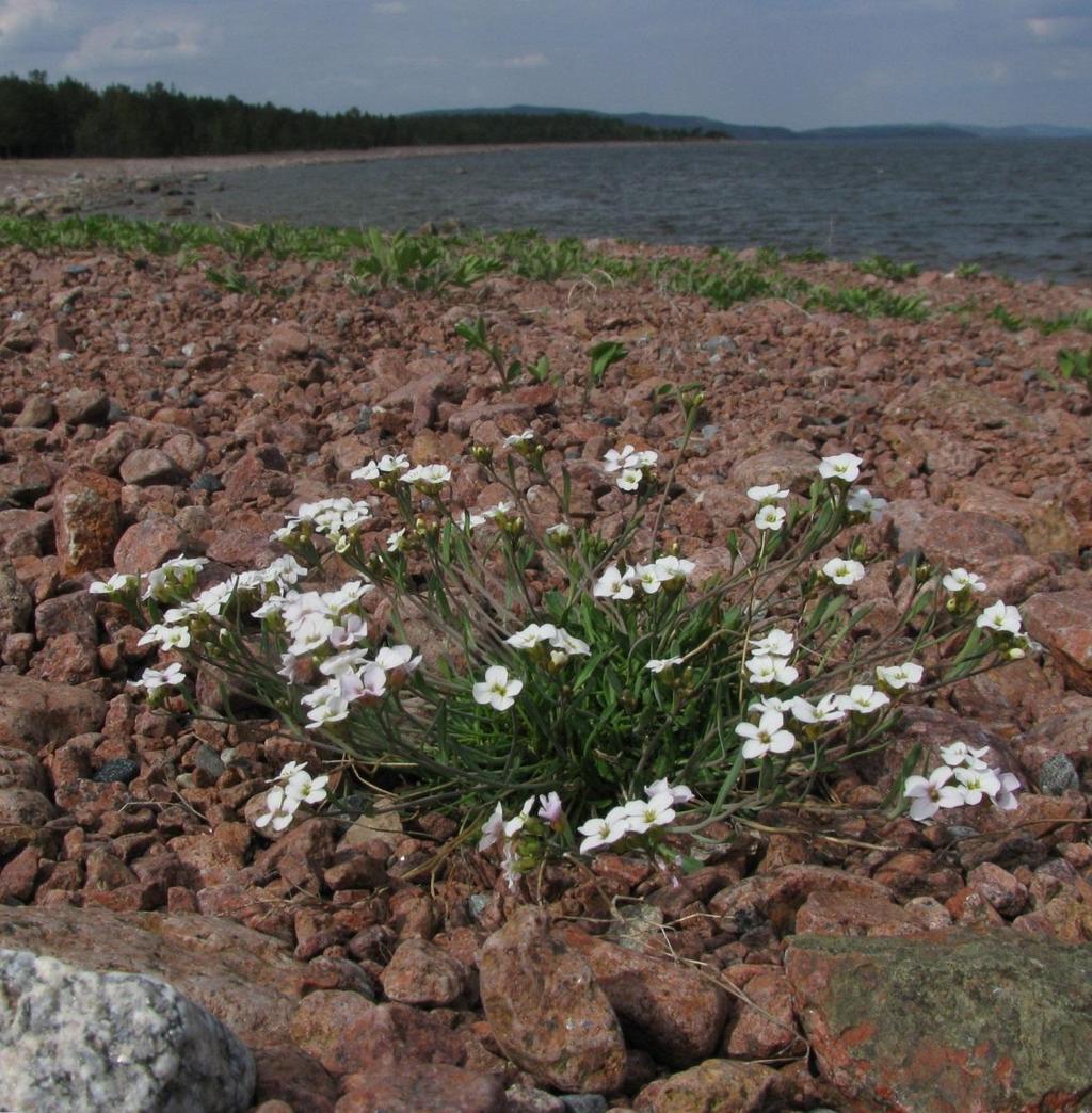 Botanikdagarna i Ångermanland 2 juli 6 juli 2014 Strandtrav