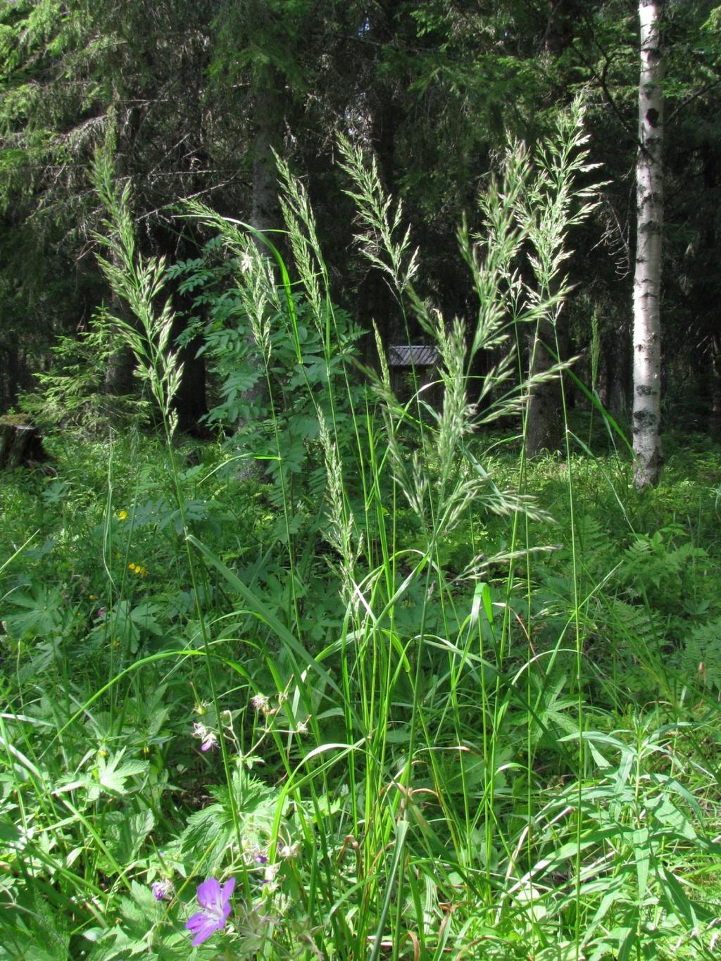 Skogsrör Calamagrostis