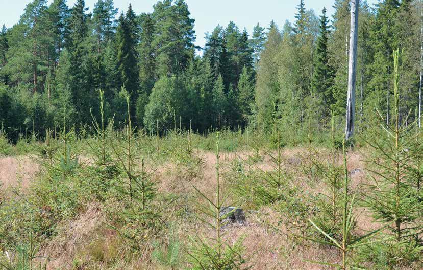14 Nya Råd i god skogsvård Råden presenterar flera metoder för att nå olika mål med skogsbruket Text: Johnny Sved och Pentti Väisänen Skribenterna är skogsvårdsexpert vid Tapio och har deltagit i