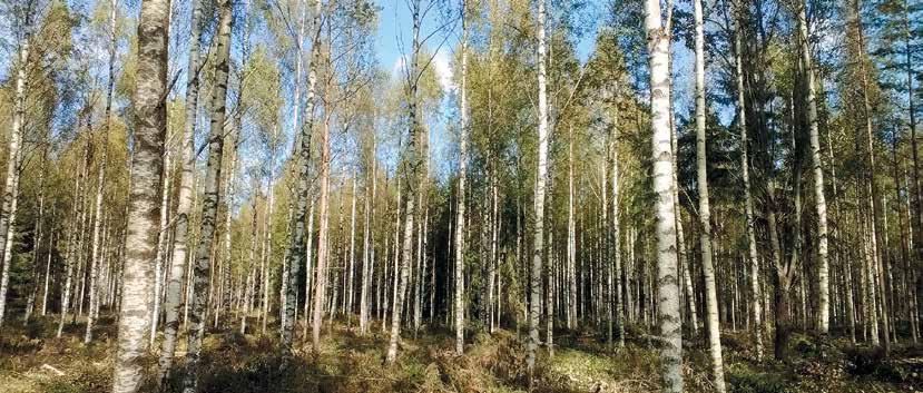 9 Den förnyade lagen om finansiering av hållbart skogsbruk (Kemera) förenklar skogsbrukets stödsystem Text: Lea Jylhä, skogsexpert, MTK Målet med revideringen av Kemera-lagen var att minska