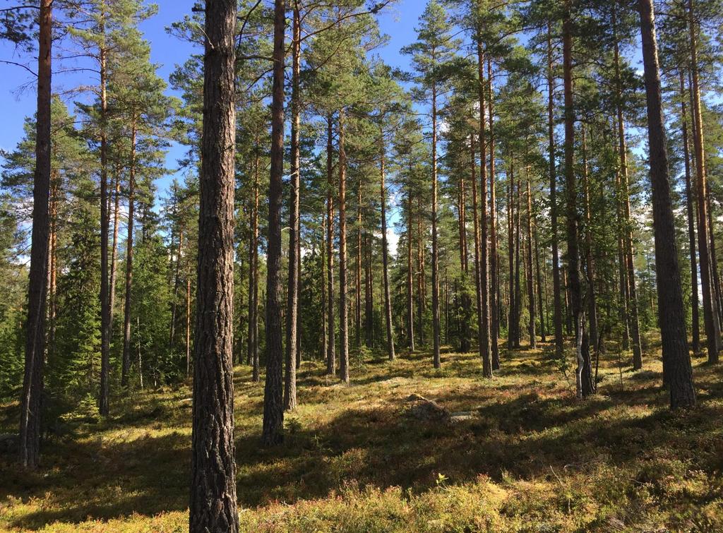 Skogsfastighet nära Mora / Läde Selja 428:1 Lättillgänglig skogsfastighet med bra vägnät i närheten av Läde ca 14 km väster om Mora.