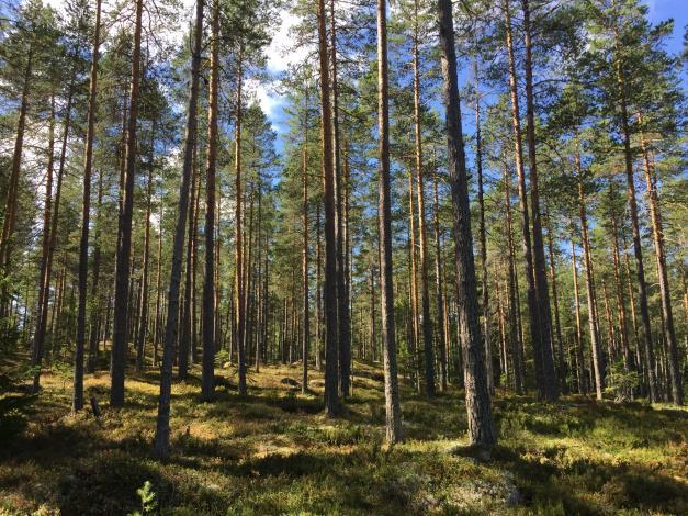 Belägenhet Selja 428:1 består av ett fint talldominerat skogsmarksskifte som gränsar mot Krångdalsvägen och Hemulbergsvägen, ca 2,5 km väster om Läde fäbodar 12 km från Mora.