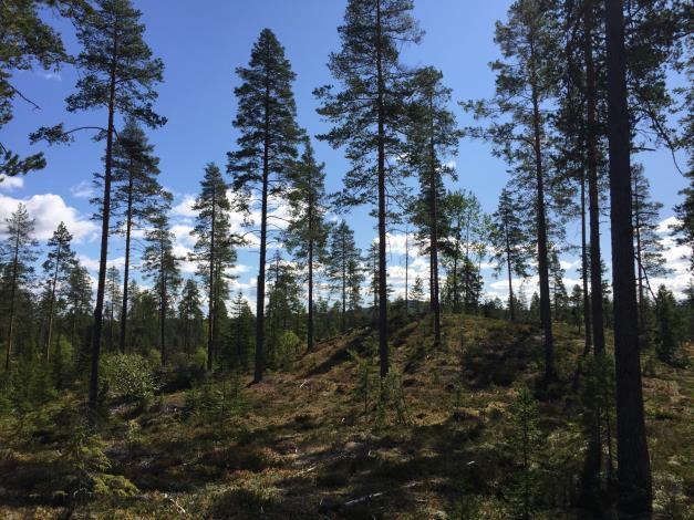 Skogsmark På fastigheten har det upprättats en skogsbruksplan under augusti 2018 av Fredrik Mikaelsson, Skogsbyrågruppen.