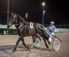 MÅNADENS HÄST Hagmyrenseptember 017 Hingst 5 år e. Moe Odin Pyraksa e.