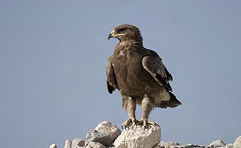 steppe-