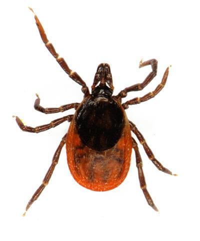 Ixodes ricinus