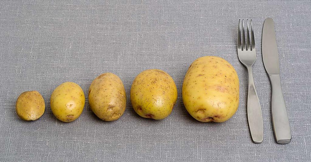 Potatis 7,5 cm 11,5 cm 22,5 cm AT 11 AT 12 AT 13 AT 14 AT 15 REFERENS POTATIS