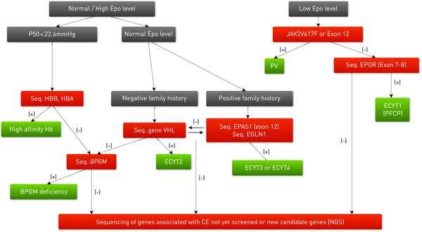 Genetic Basis of Congenital Erythrocytosis: Mutation Update and