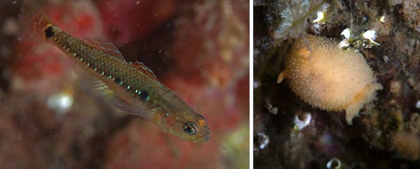 811 - Marinbiologisk utredning Marstrand 5.39 Naturcentrum AB 2016-05-17 Figur 10. Sjustrålig smörbult och långhornad sköldnuding är exempel på organismer som noterades vid fältbesöket.