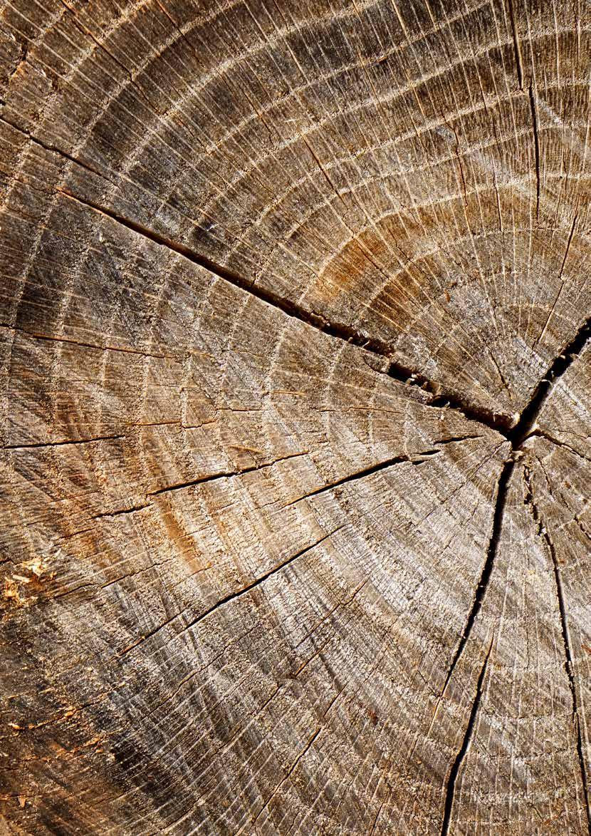 HÅLLBARA UTSIKTER #1 ANSVARSFULLT SKOGSBRUK Som pappersbaserat företag är det naturligt för Duni att värna om ansvarsfull skogs- och pappersutvinning.