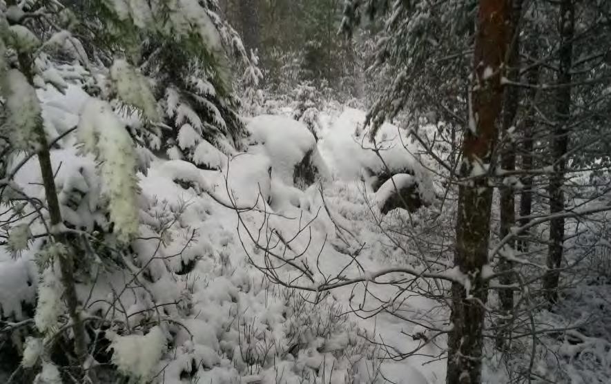 7.1.2 WTG15 samt tänkt tillfartsväg Föreslagen plats för vindkraftverk WTG15 ligger på en höjd med stora block. Platsen är svåråtkomlig med grävmaskin, se bild 4.