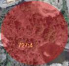 Lokalisering nära Ryaverket I anslutning till Ryaverket har tre principiella möjligheter till lokalisering identifierats i samarbete med Göteborgs stad (Figur 2). Ingen av dem ägs i dag av Gryaab.