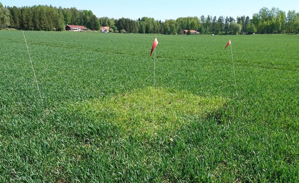 1 Västerås I Västerås ligger nollrutan på ett fält med mjälajord efter höstraps, där sorten är Julius. Mätningarna i Västerås startade denna vecka.