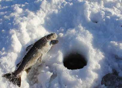 De vanligaste fiskarna man kan få är abborre och gädda men kanske också någon öring.
